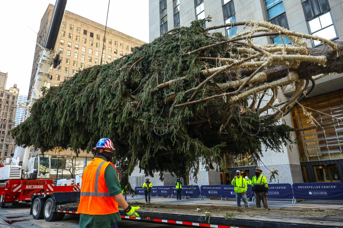 The newly arrived tree in Rockefeller Center